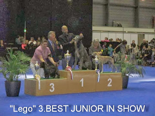 Lego: 3rd Best Junior in Show
